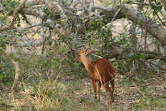 Cephalophorus natalensis