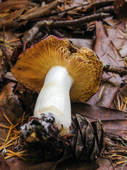 Russula californiensis