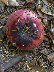 Russula californiensis