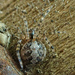 Tangleweb Spiders - Photo (c) Don Loarie, some rights reserved (CC BY)
