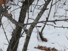 Crataegus pinnatifida
