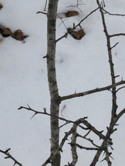 Crataegus pinnatifida