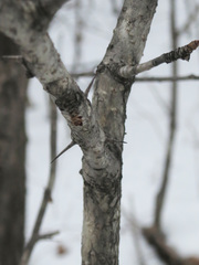 Crataegus pinnatifida