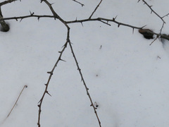 Crataegus pinnatifida