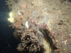 Parablennius postoculomaculatus