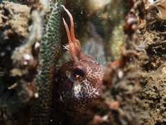 Parablennius postoculomaculatus