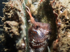 Parablennius postoculomaculatus