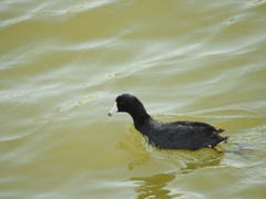 Fulica americana