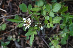 Cardamine glacialis
