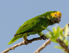 Amazona barbadensis