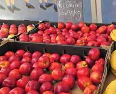 Prunus persica nucipersica