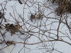 Lonicera praeflorens