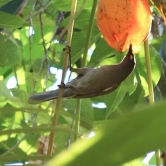 Stomiopera unicolor