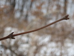 Lonicera praeflorens