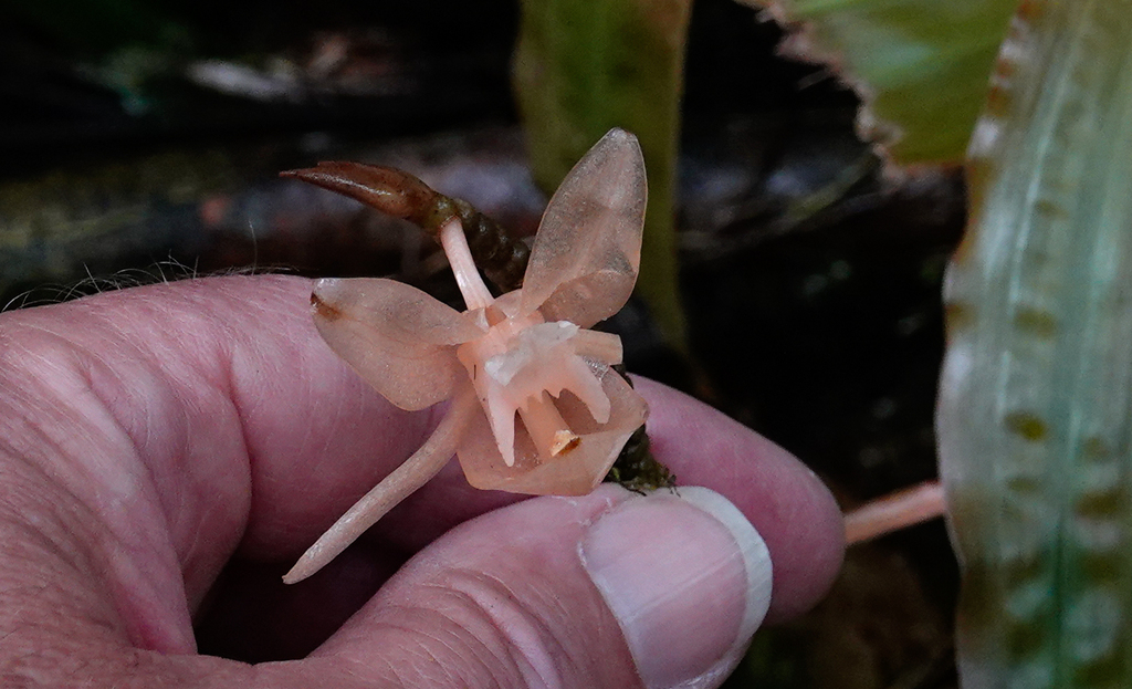Coelogyne monilirachis