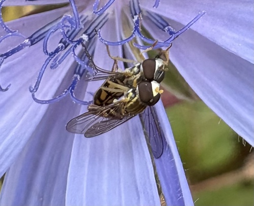 Unknown species found near Owen Brown, Columbia, MD, US