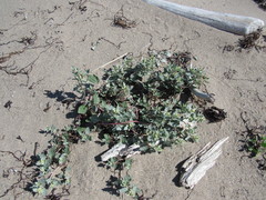 Atriplex laciniata