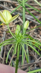 Tricoryne simplex