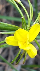 Tricoryne simplex