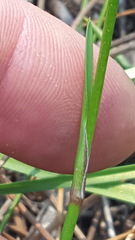 Tricoryne simplex