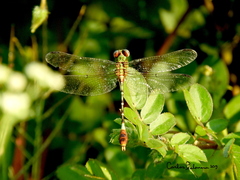 Erpetogomphus bothrops