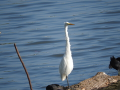 Ardea alba