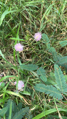 Mimosa pudica