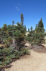 Abies magnifica shastensis