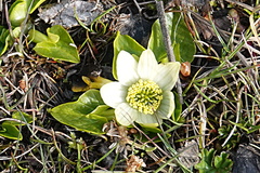 Caltha sagittata