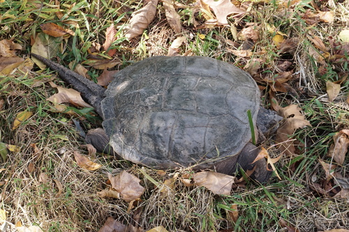 Snapping Turtle