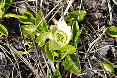 Caltha sagittata