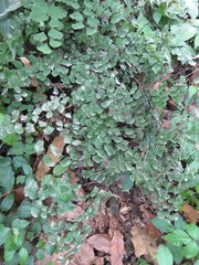 Adiantum braunii