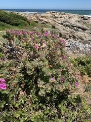 Pelargonium cucullatum cucullatum