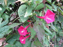 Ipomoea tubulata