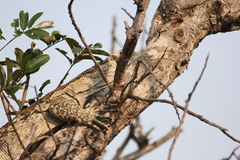 Varanus albigularis albigularis