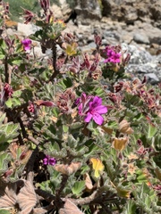 Pelargonium cucullatum cucullatum