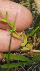 Hypericum gramineum