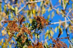 Apoplanesia paniculata