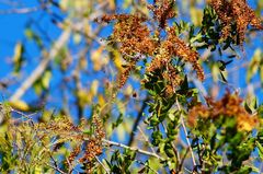 Apoplanesia paniculata