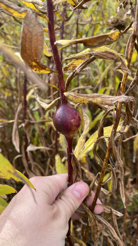 Unknown species found near Hampshire County, US-MA, US
