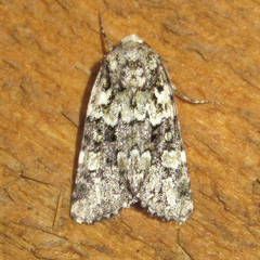 Lacinipolia strigicollis