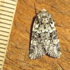 Lacinipolia strigicollis