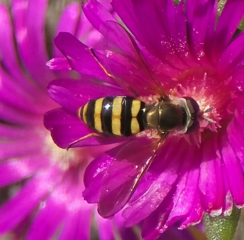 Unknown species found near Lakeside, VA, USA