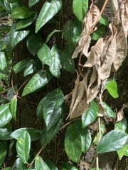 Ficus punctata