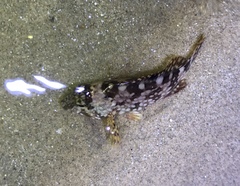 Sebastiscus marmoratus