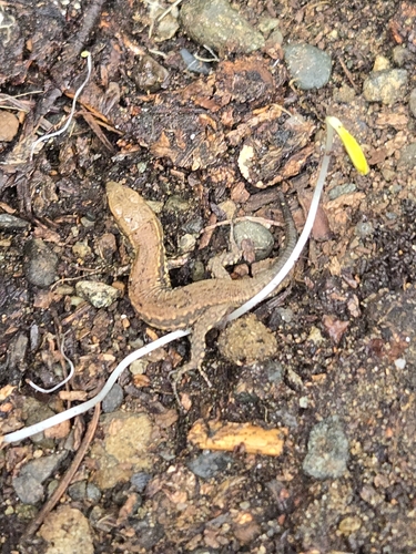 Common Wall Lizard