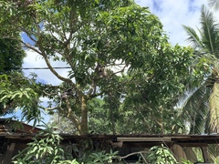 Trachypithecus obscurus