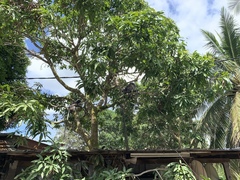 Trachypithecus obscurus