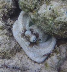 Octopus insularis