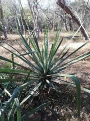 Agave vivipara